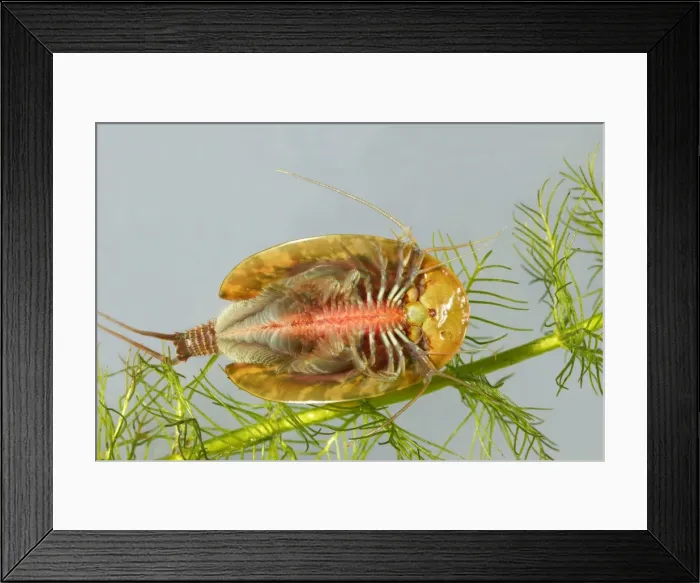Framed Print : Fairy / Tadpole Shrimp. Triops cancriformis existed in the Triassic period, 220 millions years ago and has not changed in appearance. It is the oldest known living animal species in the world Framed Print : Fairy / Tadpole Shrimp. Triops cancriformis existed in the Triassic period, 220 millions years ago and has not changed in appearance. It is the oldest known living animal species in the world