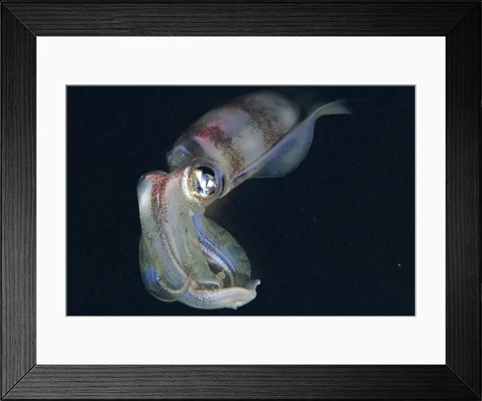 Framed Print : Squid - ths photo was taken at night. Squid have extremely variable colour patterns. They are an imprtant food for many island commuities. Milne Bay, Papua New Guinea Framed Print : Squid - ths photo was taken at night. Squid have extremely variable colour patterns. They are an imprtant food for many island commuities. Milne Bay, Papua New Guinea