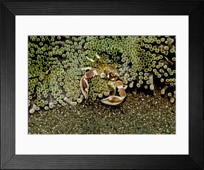 Framed Print : Anemone Crab - using its delicate nets, sweeping the current for food particals - Indonesia Framed Print : Anemone Crab - using its delicate nets, sweeping the current for food particals - Indonesia