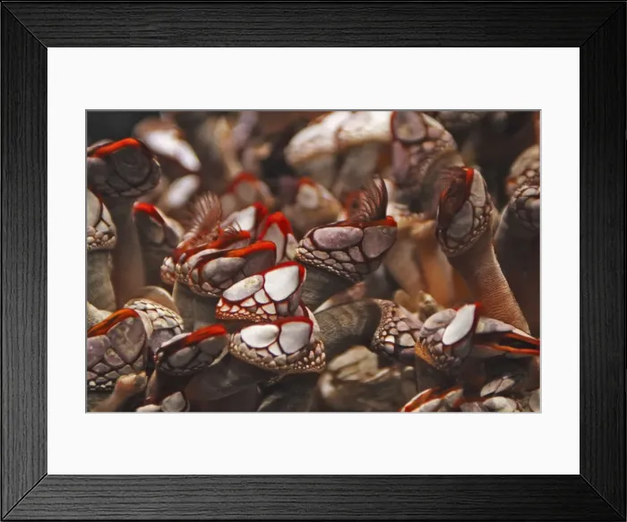Framed Print : Goose neck barnacle. Vancouver Aquarium - Canada Framed Print : Goose neck barnacle. Vancouver Aquarium - Canada