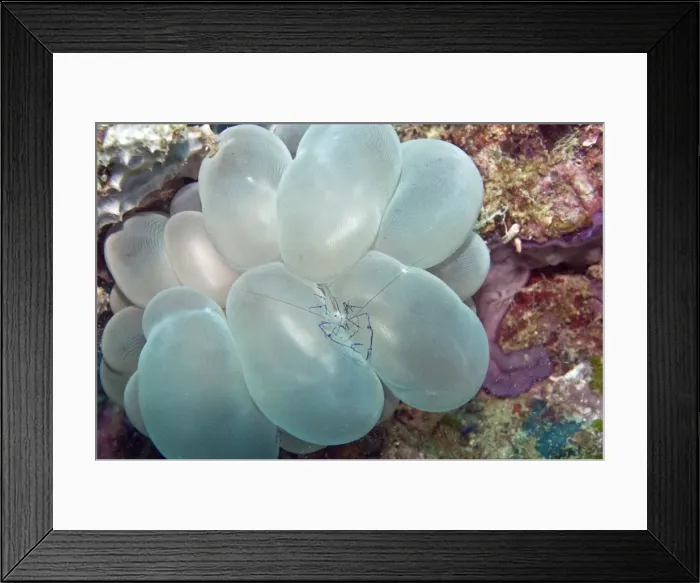 Framed Print : Coral Shrimp - Indonesia Framed Print : Coral Shrimp - Indonesia