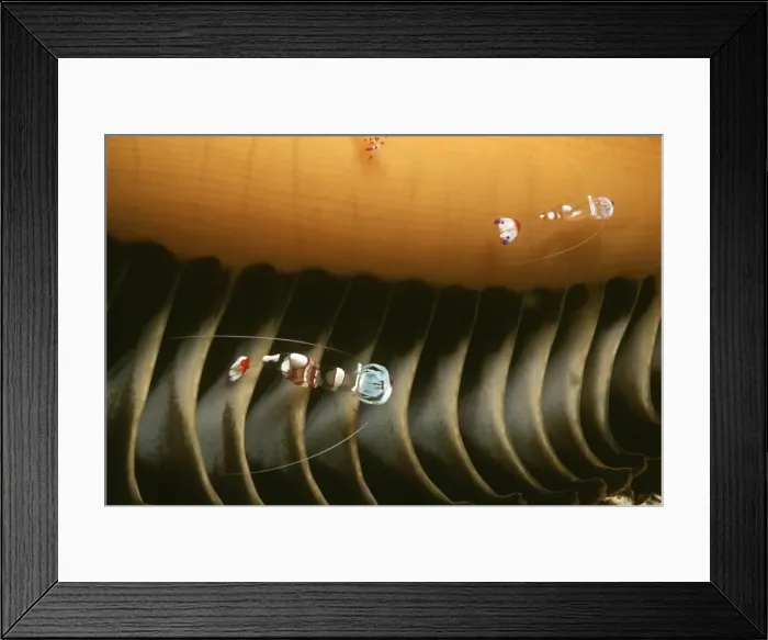 Framed Print : Shrimp - Male and female shrimps living on a sea pen at 35 meters. Milne Bay, Papua New Guinea Framed Print : Shrimp - Male and female shrimps living on a sea pen at 35 meters. Milne Bay, Papua New Guinea