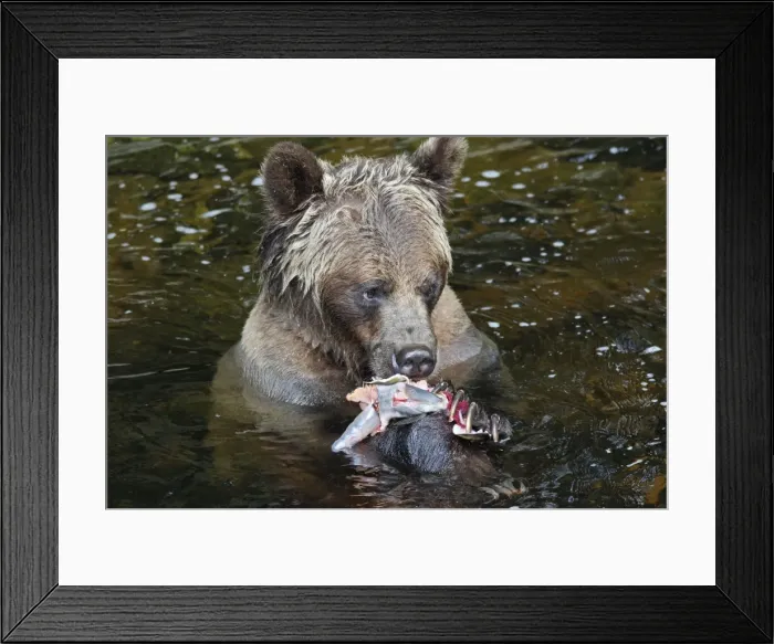 Framed Print : Grizzly bear - eating salmon in river. Knight Inlet - Glendale Cove - British Columbia - Canada Framed Print : Grizzly bear - eating salmon in river. Knight Inlet - Glendale Cove - British Columbia - Canada