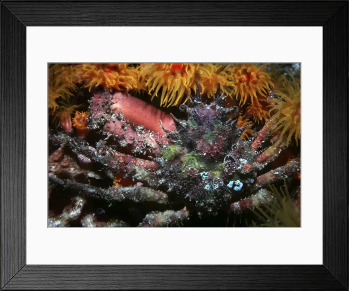 Framed Print : Ornamental Crab - these fascinating crabs grow sponges, algae and corals on their shell as a disguise to confuse preditors. No two Ornemental crabs carry the same garden of static animal and plant life. Komodo Is, Indonesia Framed Print : Ornamental Crab - these fascinating crabs grow sponges, algae and corals on their shell as a disguise to confuse preditors. No two Ornemental crabs carry the same garden of static animal and plant life. Komodo Is, Indonesia