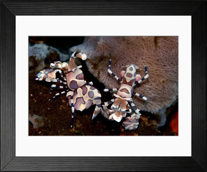 Framed Print : Harlequin shrimp - This colorful shrimp preys upon several species of starfish. Usually found in pairs they eat the starfish leg by leg keeping their food source alive for as long as possible. Bali. Indonesia Framed Print : Harlequin shrimp - This colorful shrimp preys upon several species of starfish. Usually found in pairs they eat the starfish leg by leg keeping their food source alive for as long as possible. Bali. Indonesia