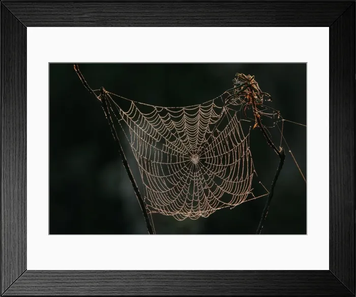 Framed Print : Spider - cobweb Framed Print : Spider - cobweb