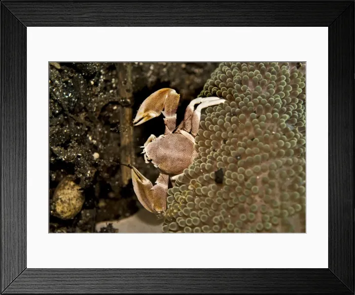 Framed Print : Anemone Crab - using its delicate nets sweeping the current for food particals - Papua New Guinea - Indonesia Framed Print : Anemone Crab - using its delicate nets sweeping the current for food particals - Papua New Guinea - Indonesia