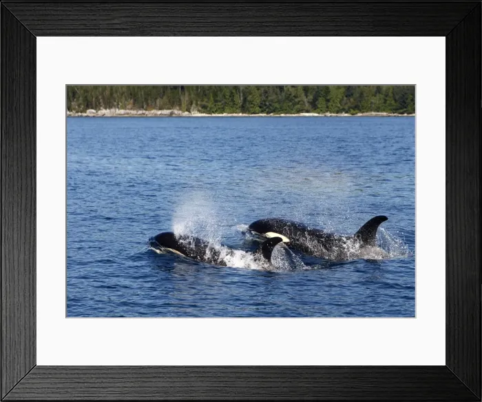 Framed Print : Orca / Killer Whale - two. Johnstone Strait - British Colombia - Canada Framed Print : Orca / Killer Whale - two. Johnstone Strait - British Colombia - Canada