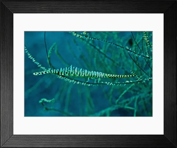 Framed Print : Gorgonian Shrimp - carring hundreds of eggs on underside of body - The eggs are held in place by soft flaps of shell - Indonesia Framed Print : Gorgonian Shrimp - carring hundreds of eggs on underside of body - The eggs are held in place by soft flaps of shell - Indonesia