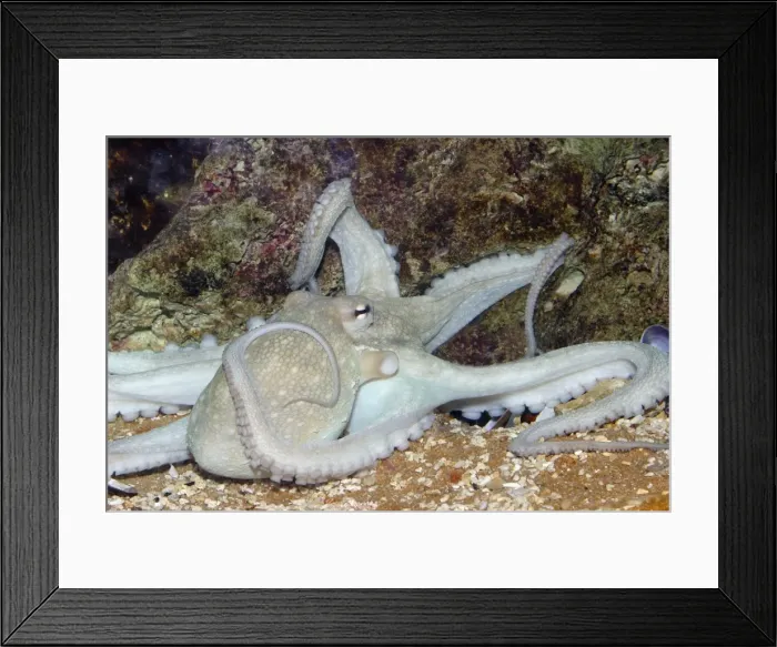 Framed Print : Common Octopus Delphinarium, Port Elisabeth. South Africa. Distribution: found Worldwide in tropical and temperate waters Framed Print : Common Octopus Delphinarium, Port Elisabeth. South Africa. Distribution: found Worldwide in tropical and temperate waters