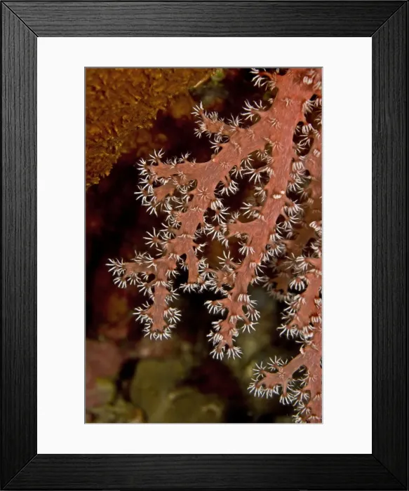Framed Print : Soft Coral - this animal is sweeping the current with its sticky flower like fingers - found at 30 meters off a coral cliff - Indonesia