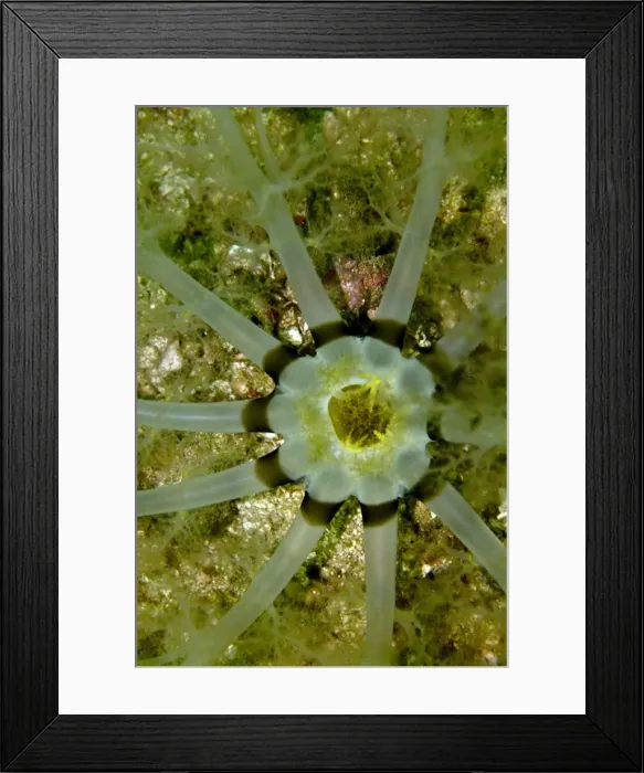 Framed Print : Holothurian - the mouth of a sand dwelling holothurian. Pentacta sp. This animal feeds itself by gathering plankton with it's sticky branch like fingers then licking them clean - Indonesia Framed Print : Holothurian - the mouth of a sand dwelling holothurian. Pentacta sp. This animal feeds itself by gathering plankton with it's sticky branch like fingers then licking them clean - Indonesia