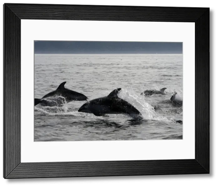 Framed Print : Pacific White-sided Dolphin - group leaping. Johnstone strait - British Colombia - Canada Framed Print : Pacific White-sided Dolphin - group leaping. Johnstone strait - British Colombia - Canada