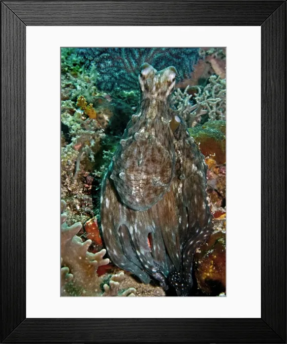 Framed Print : Reef Octopus - Komodo Marine National Park - Indonesia Framed Print : Reef Octopus - Komodo Marine National Park - Indonesia