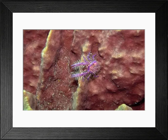 Framed Print : Pink Squat Lobster - on large sponge - Indonesia Framed Print : Pink Squat Lobster - on large sponge - Indonesia
