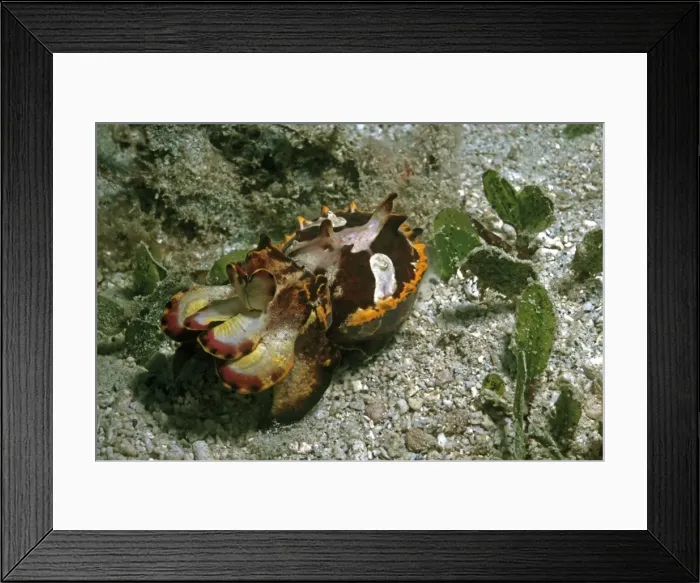 Framed Print : Flamboyant Cuttlefish - this Flamboyant cuttlefish, could blend in with the bottom perfectly. It constantly changed body texture. Its behavour was different to other Flamboyant cuttlefish the photographer had seen. Milne Bay Framed Print : Flamboyant Cuttlefish - this Flamboyant cuttlefish, could blend in with the bottom perfectly. It constantly changed body texture. Its behavour was different to other Flamboyant cuttlefish the photographer had seen. Milne Bay