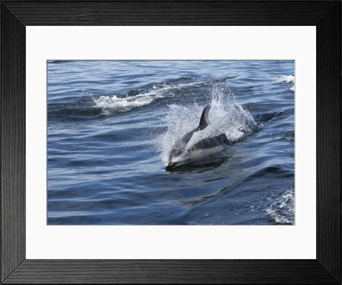Framed Print : Pacific White-sided Dolphin - swimming. Johnstone strait - British Colombia - Canada Framed Print : Pacific White-sided Dolphin - swimming. Johnstone strait - British Colombia - Canada