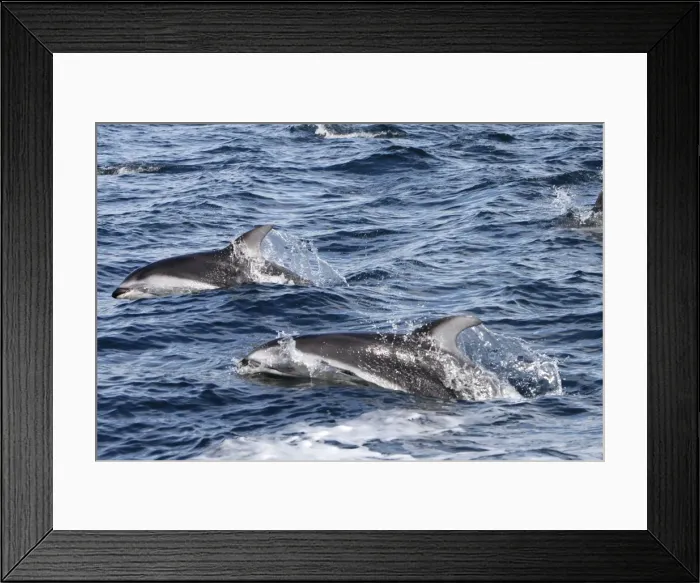 Framed Print : Pacific White-sided Dolphin - swimming. Johnstone strait - British Colombia - Canada Framed Print : Pacific White-sided Dolphin - swimming. Johnstone strait - British Colombia - Canada