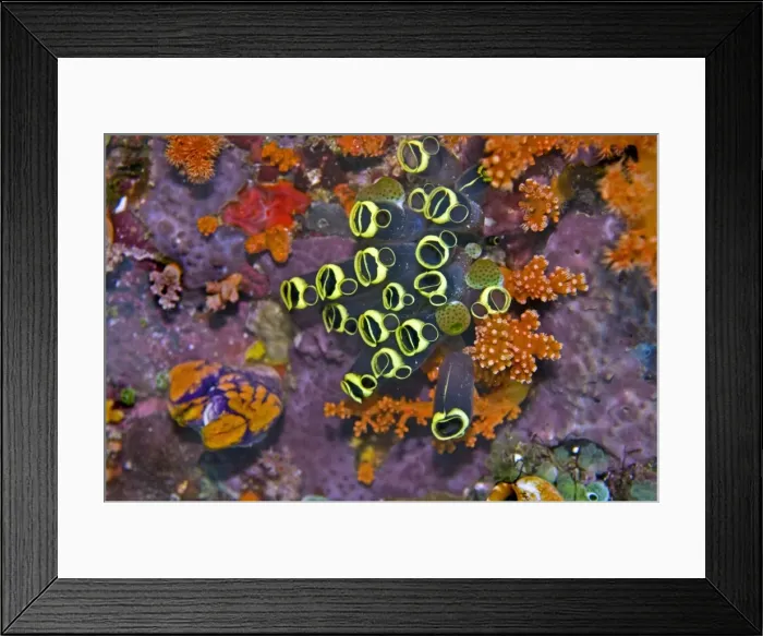 Framed Print : Ascidians - all ascidians have an incurrent aperture and an out current one - Indonesia Framed Print : Ascidians - all ascidians have an incurrent aperture and an out current one - Indonesia