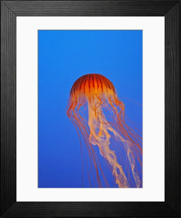 Framed Print : Japanese / Pacific Sea Nettle / Jellyfish. Vancouver Aquarium - Canada Framed Print : Japanese / Pacific Sea Nettle / Jellyfish. Vancouver Aquarium - Canada