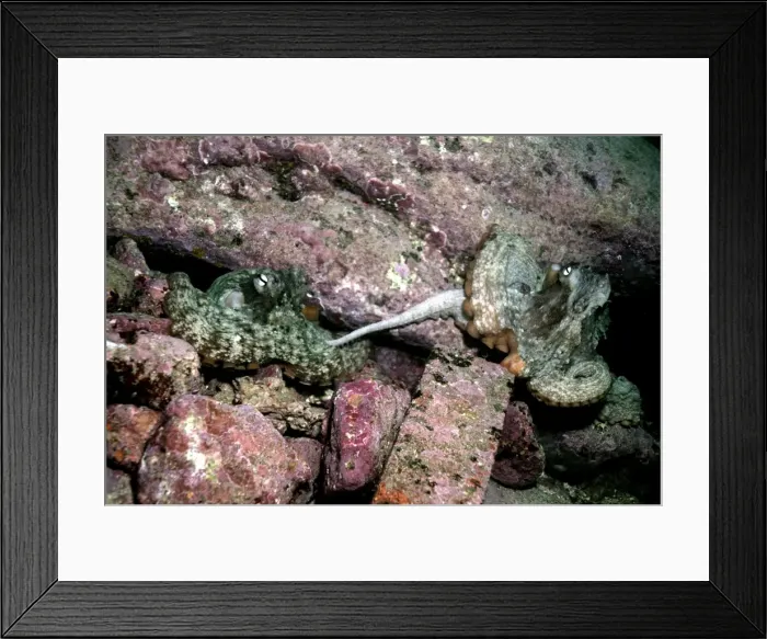 Framed Print : Octopus - Courting, the male is reaching out to the feamale with his arm. This pair had holes next door to each other. Jervis Bay, NSW. Australia Framed Print : Octopus - Courting, the male is reaching out to the feamale with his arm. This pair had holes next door to each other. Jervis Bay, NSW. Australia