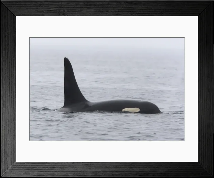 Framed Print : Orca / Killer Whale. Johnstone Strait - British Colombia - Canada Framed Print : Orca / Killer Whale. Johnstone Strait - British Colombia - Canada