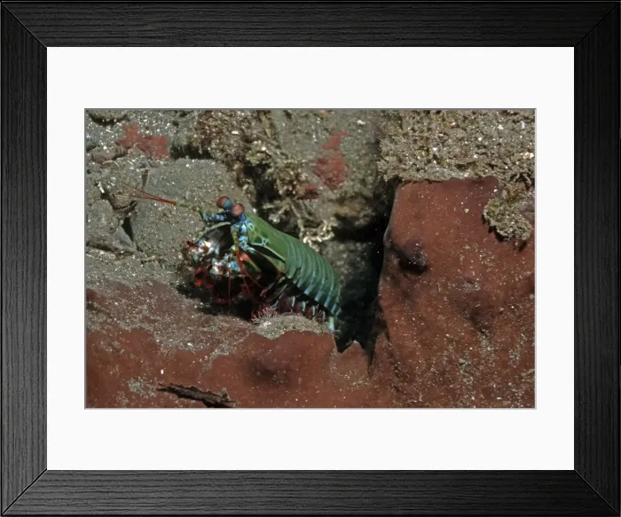 Framed Print : Mantis Shrimp - this bright little carnivore hunts mainly at night. They have blades on their tails that can cut a finger to the bone. Milne Bay, Papua New Guinea Framed Print : Mantis Shrimp - this bright little carnivore hunts mainly at night. They have blades on their tails that can cut a finger to the bone. Milne Bay, Papua New Guinea