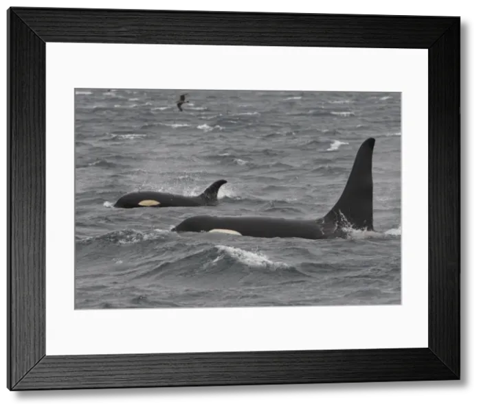Framed Print : Orca / Killer Whale. Johnstone Strait - British Colombia - Canada Framed Print : Orca / Killer Whale. Johnstone Strait - British Colombia - Canada