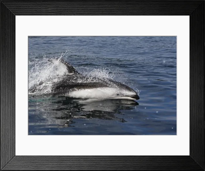 Framed Print : Pacific White-sided Dolphin - swimming. Johnstone strait - British Colombia - Canada Framed Print : Pacific White-sided Dolphin - swimming. Johnstone strait - British Colombia - Canada