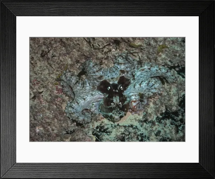 Framed Print : Octopus - Common. Found all along the rocky reefs of NSW Sydney. Australia Framed Print : Octopus - Common. Found all along the rocky reefs of NSW Sydney. Australia