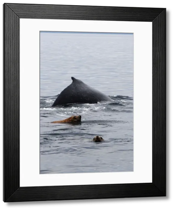 Framed Print : Humpback Whale with Steller sealion (Eumetopias jubatus) - Johnstone Strait - British Colombia - Canada Framed Print : Humpback Whale with Steller sealion (Eumetopias jubatus) - Johnstone Strait - British Colombia - Canada