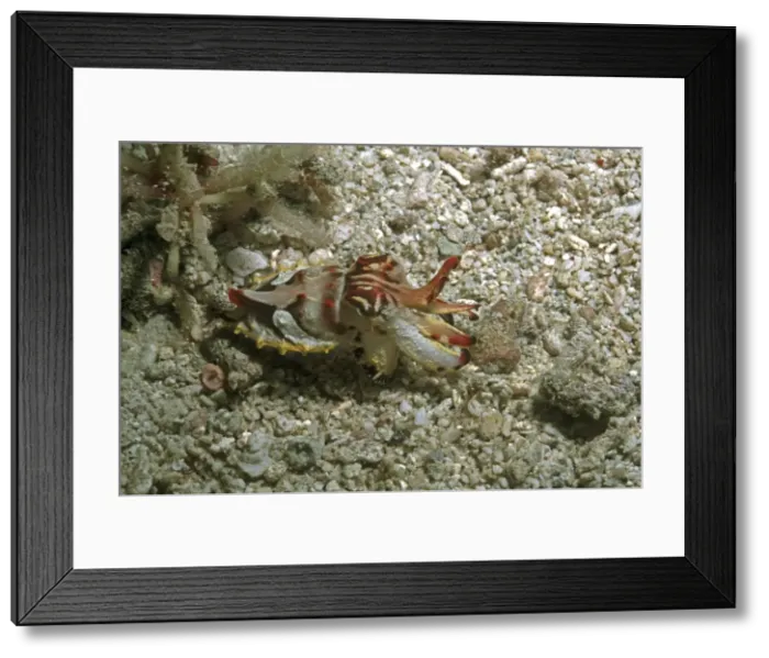 Framed Print : Flamboyant cuttlefish - photographed in an isolated area of Papua New Guinea because of its unusual behavour the photographer believes this to be a new species. The animal could blend in with the bottom Framed Print : Flamboyant cuttlefish - photographed in an isolated area of Papua New Guinea because of its unusual behavour the photographer believes this to be a new species. The animal could blend in with the bottom