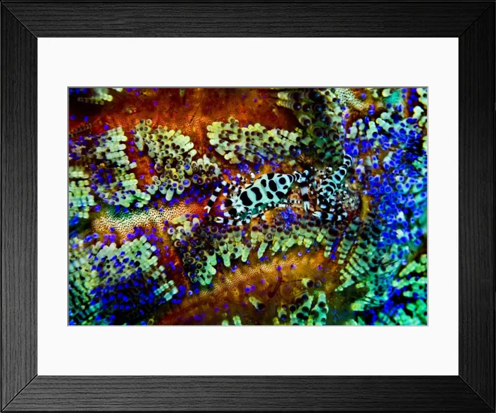 Framed Print : Shrimps - found exclusiviely in the venomous Sea / Fire Urchin, Asthenosoma ijimai Indonesia Framed Print : Shrimps - found exclusiviely in the venomous Sea / Fire Urchin, Asthenosoma ijimai Indonesia