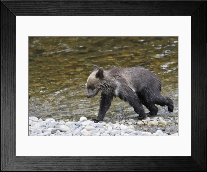 Framed Print : Grizzly bear - cub by river. Knight Inlet - Glendale Cove - British Columbia - Canada Framed Print : Grizzly bear - cub by river. Knight Inlet - Glendale Cove - British Columbia - Canada