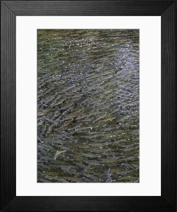 Framed Print : Pink Salmon - in river. Knight Inlet - Glendale Cove - British Columbia - Canada. known as the humpback or humpy Framed Print : Pink Salmon - in river. Knight Inlet - Glendale Cove - British Columbia - Canada. known as the humpback or humpy