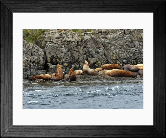 Framed Print : Steller / Northern sealion - group relaxing on rocks - Johnstone Strait - British Colombia - Canada Framed Print : Steller / Northern sealion - group relaxing on rocks - Johnstone Strait - British Colombia - Canada