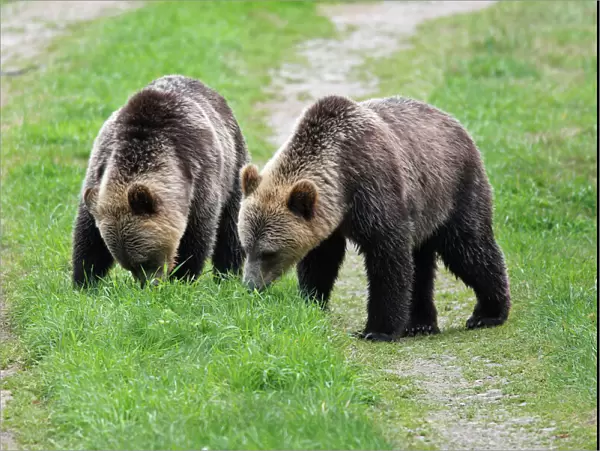 Grizzly bear - two eating grass. Knight Inlet - Glendale Cove - British Columbia - Canada