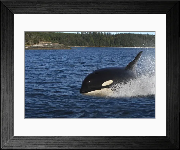 Framed Print : Orca / Killer Whale. Johnstone Strait - British Colombia - Canada Framed Print : Orca / Killer Whale. Johnstone Strait - British Colombia - Canada