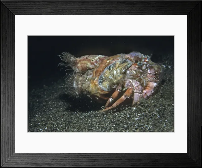 Framed Print : Anemone Hermit crab - lacking a hard shell of its own the hermit crab makes its home in a vacant shell. As a disguise it plants stinging anemones on its shell Framed Print : Anemone Hermit crab - lacking a hard shell of its own the hermit crab makes its home in a vacant shell. As a disguise it plants stinging anemones on its shell
