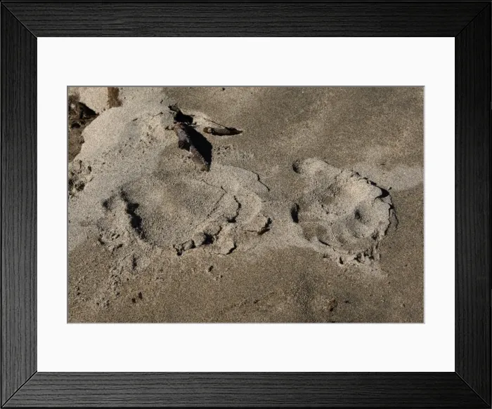 Framed Print : Grizzly bear - paw prints on sand. Knight Inlet - Glendale Cove - British Columbia - Canada