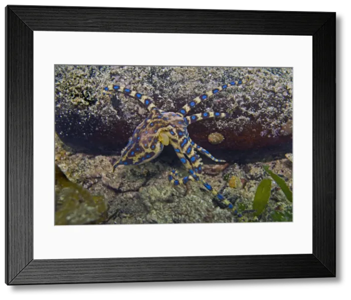 Framed Print : Southern Blue Ring Octopus - (this shy little octopus has a powerful nerve toxin that is only injected if the creature is provoked) - South Australia Framed Print : Southern Blue Ring Octopus - (this shy little octopus has a powerful nerve toxin that is only injected if the creature is provoked) - South Australia