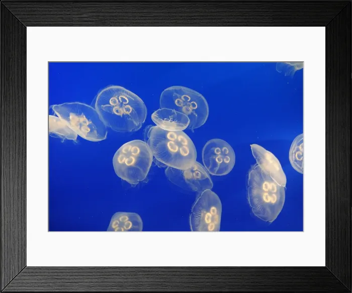 Framed Print : Moon Jellyfish. Vancouver Aquarium - Canada Framed Print : Moon Jellyfish. Vancouver Aquarium - Canada