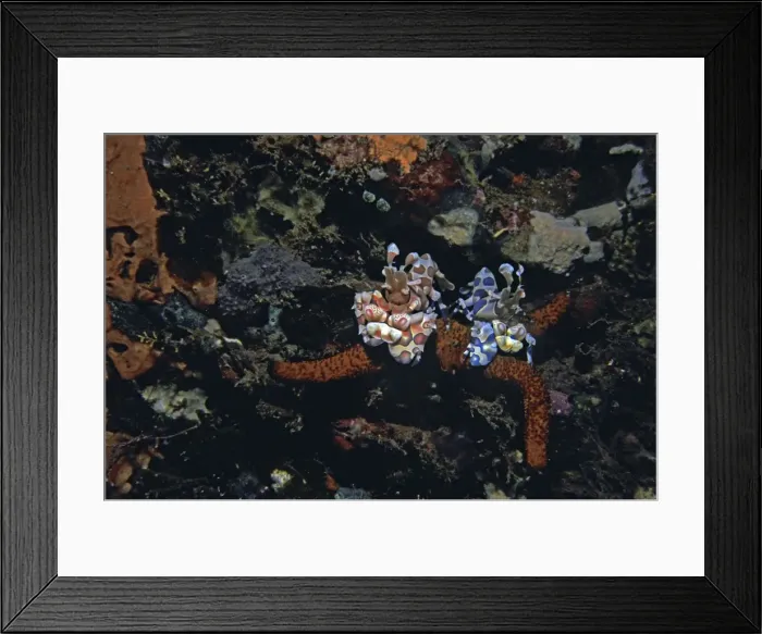 Framed Print : Harlequin Shrimp - These amazing shrimp are generally found in pairs living on a Linckia or Echinaster starfish which they slowly devour. The couple pictured are feeding on what appears to be an Echinaster sp. - Bali. Indonesia Framed Print : Harlequin Shrimp - These amazing shrimp are generally found in pairs living on a Linckia or Echinaster starfish which they slowly devour. The couple pictured are feeding on what appears to be an Echinaster sp. - Bali. Indonesia