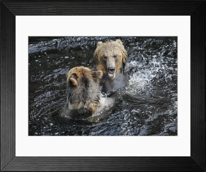 Framed Print : Grizzly bear - two fighting / playing in water. Knight Inlet - Glendale Cove - British Columbia - Canada Framed Print : Grizzly bear - two fighting / playing in water. Knight Inlet - Glendale Cove - British Columbia - Canada