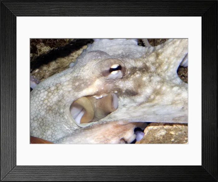 Framed Print : Common Octopus - close-up of head showing funnel and gills Dolphinarium, Port Elisabeth. South Africa Framed Print : Common Octopus - close-up of head showing funnel and gills Dolphinarium, Port Elisabeth. South Africa