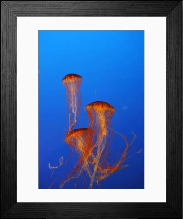 Framed Print : Japanese / Pacific Sea Nettle / Jellyfish. Vancouver Aquarium - Canada Framed Print : Japanese / Pacific Sea Nettle / Jellyfish. Vancouver Aquarium - Canada