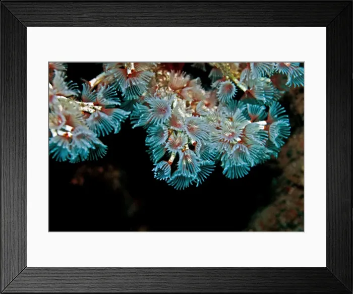 Framed Print : Tube Worms - Indonesia Framed Print : Tube Worms - Indonesia