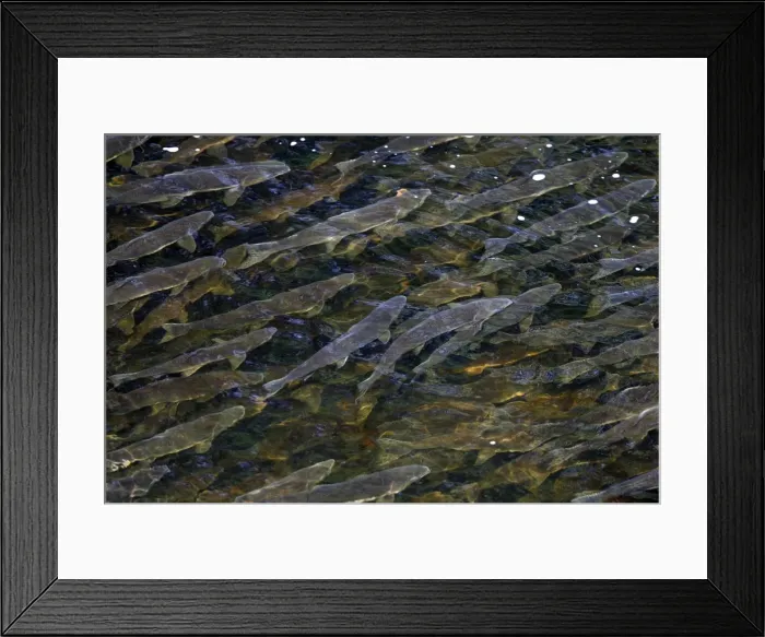 Framed Print : Pink Salmon - in river. Knight Inlet - Glendale Cove - British Columbia - Canada. known as the humpback or humpy Framed Print : Pink Salmon - in river. Knight Inlet - Glendale Cove - British Columbia - Canada. known as the humpback or humpy