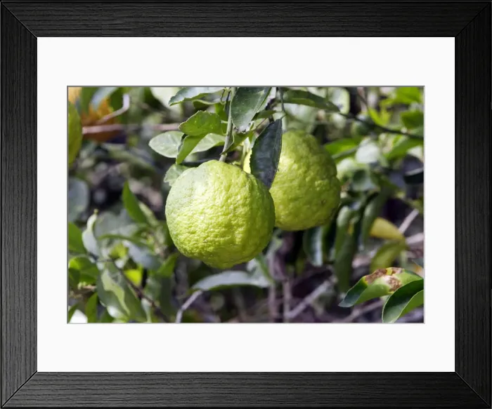 Framed Print : Lemon Heath River centre, Amazon, Peru Framed Print : Lemon Heath River centre, Amazon, Peru