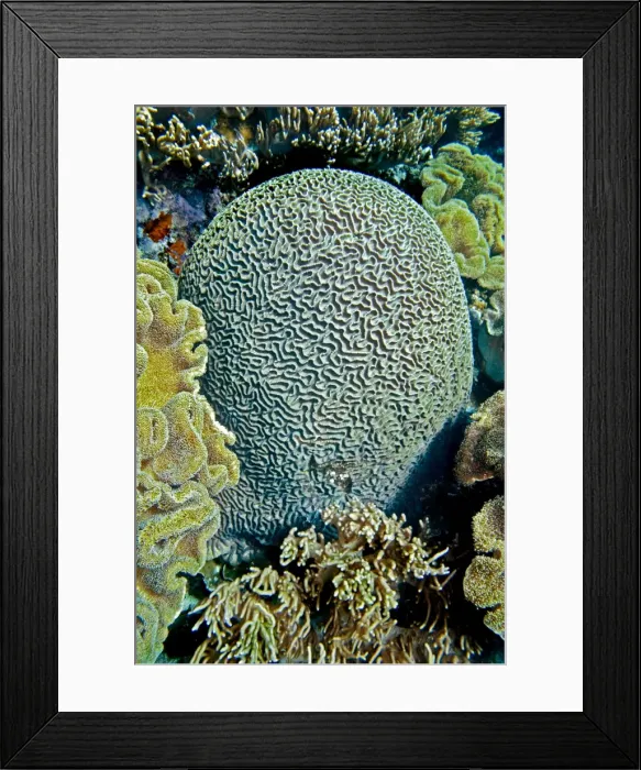 Framed Print : Brain Coral - this perfect formation could be over 100 years old - Indonesia Framed Print : Brain Coral - this perfect formation could be over 100 years old - Indonesia